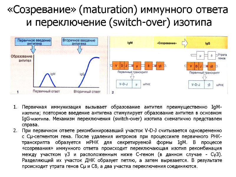 Первичная иммунизация вызывает образование антител преимущественно IgM- изотипа; повторное введение антигена стимулирует образование антител